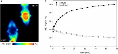 Quantification of the Cannabinoid Type 1 Receptor Availability in the Mouse Brain